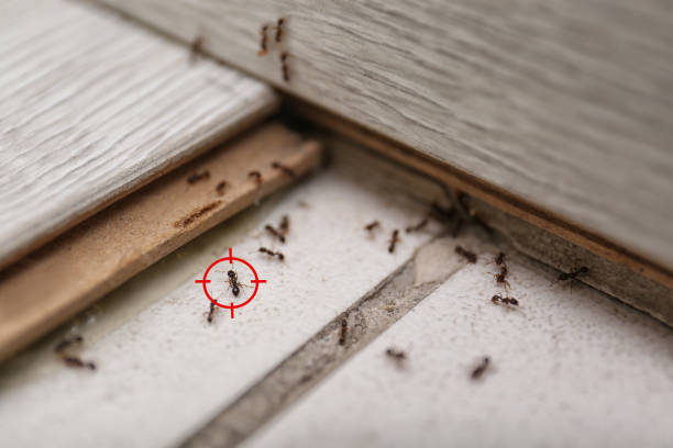 Best Emergency Pest Control  in Yale, OK