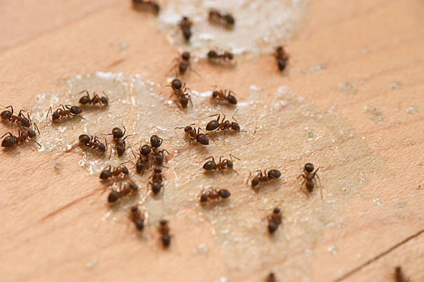 Best Insect Control  in Yale, OK