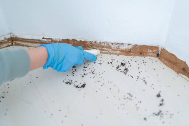 Best Local Pest Control Services  in Yale, OK